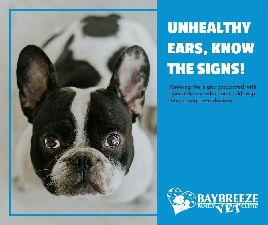 Unhealthy Ears. Know The Signs! Unhealthy Ears. Know The Signs!